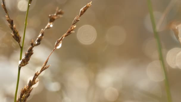 Fusion lente de la première neige sur l'herbe à lame sèche — Video