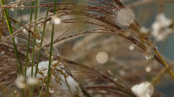 Fusion lente de la première neige sur l'herbe à lame sèche — Video