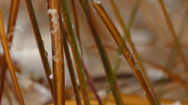 Derreter lentamente a primeira neve na grama da lâmina seca — Vídeo de Stock