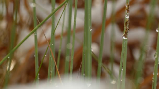 Slow melting first snow on dried blade grass — Stock Video