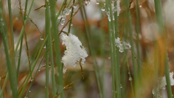 乾燥したブレード草の上でゆっくりと融ける最初の雪 — ストック動画