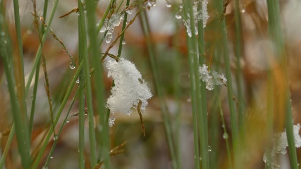 Långsam smältning första snön på torkade blad gräs — Stockvideo