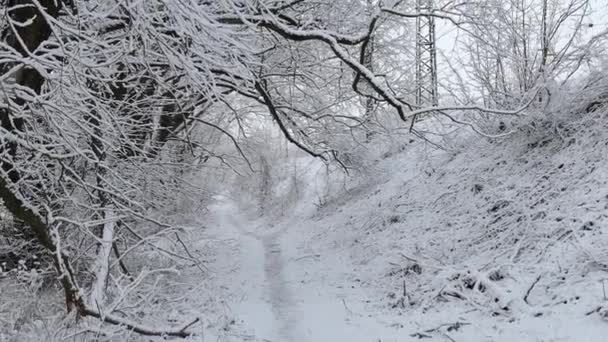 Sendero estrecho entre árboles cubiertos de nieve — Vídeos de Stock