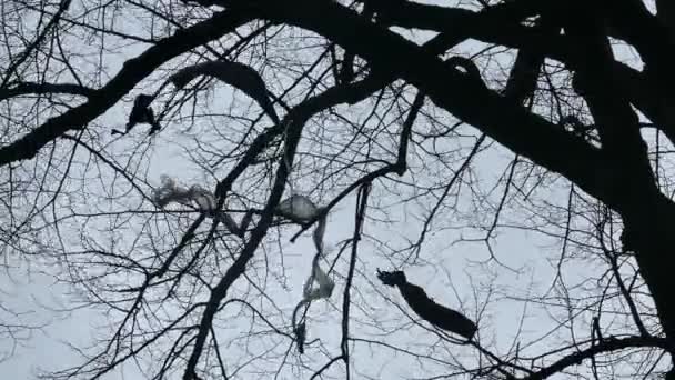 Pollution par les feuilles de plastique dans les branches des arbres — Video