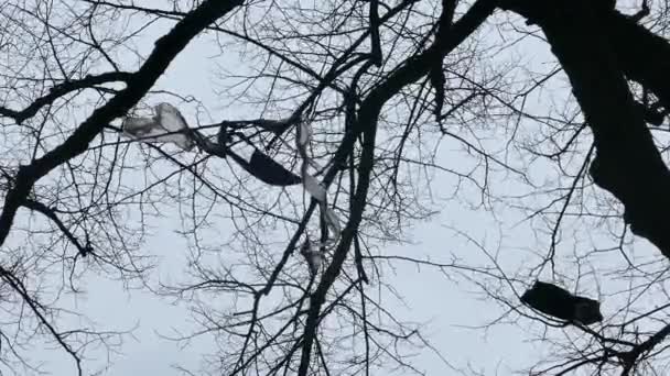 Pollution par les feuilles de plastique dans les branches des arbres — Video