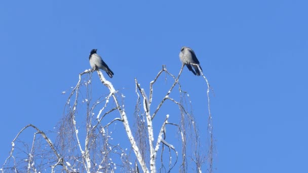 Dwie wrony siedzą na brzozowym wierzchołku drzew — Wideo stockowe