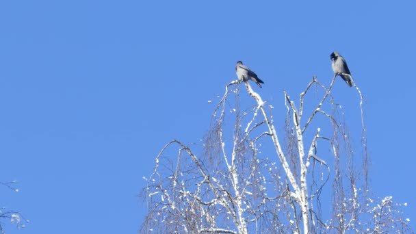 Dwie wrony siedzą na brzozowym wierzchołku drzew — Wideo stockowe