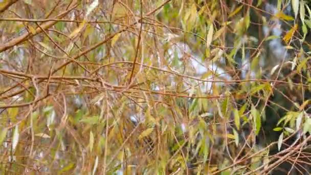 Weidenzweige wiegen sich im Wind — Stockvideo