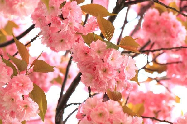 Kirschen Blumen Hintergrund — Stockfoto