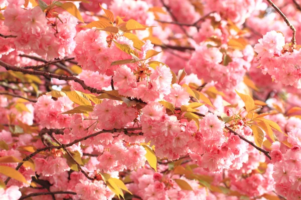 Kirschen Blumen Hintergrund — Stockfoto