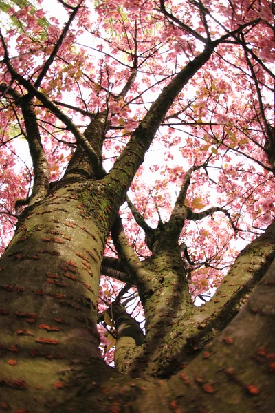 Cherries flowers on the tree — Stock Photo, Image