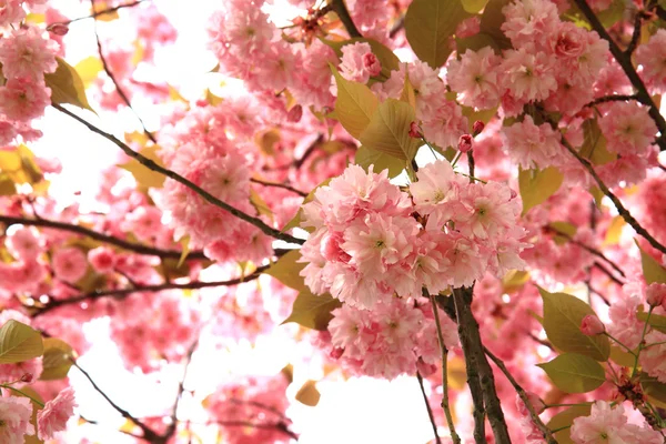 Cerises fleurs fond — Photo