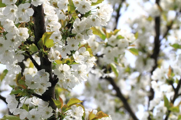 Cerises fleurs fond — Photo