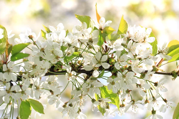 Cherries flowers background — Stock Photo, Image