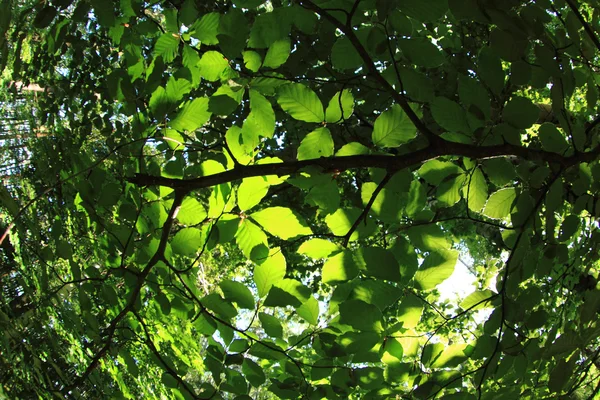 Grüner dunkler Wald — Stockfoto