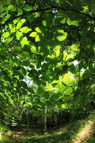 Green dark forest — Stock Photo, Image