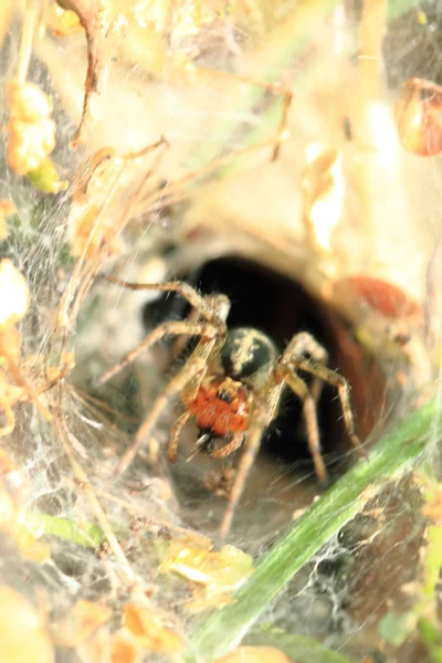 Petite araignée dans son nid — Photo