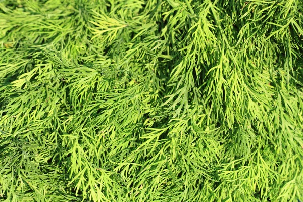 Текстура листьев укропа — стоковое фото