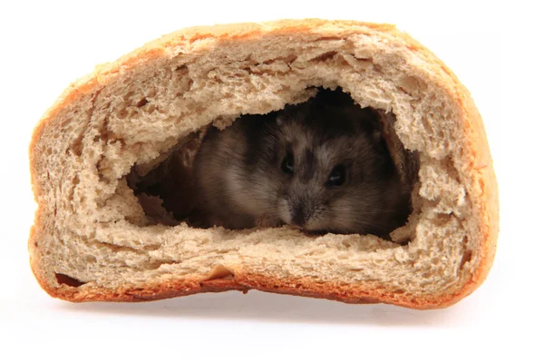 Djungarie hamster in het brood — Stockfoto