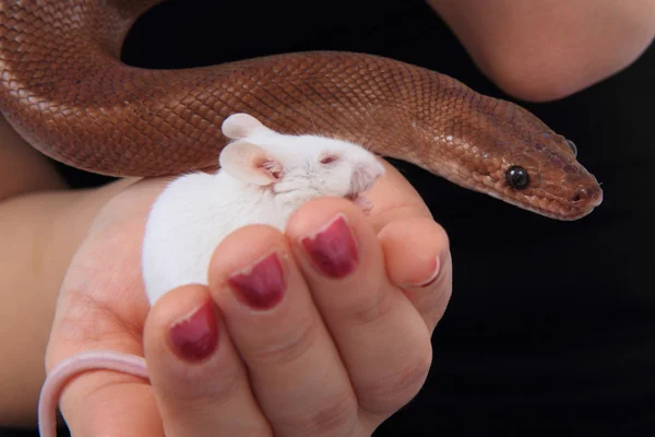 Rainbow boa orm och hans vän mus — Stockfoto