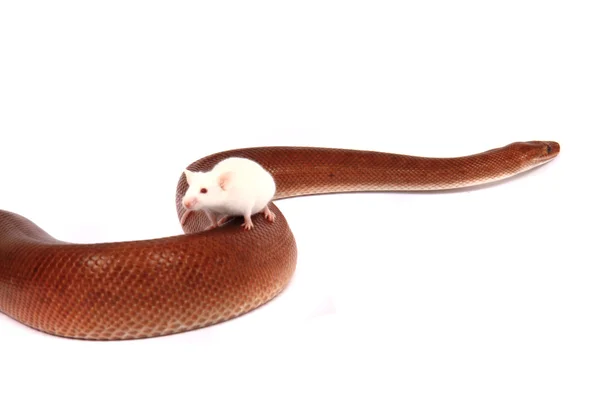Arco-íris boa serpente e seu amigo rato — Fotografia de Stock