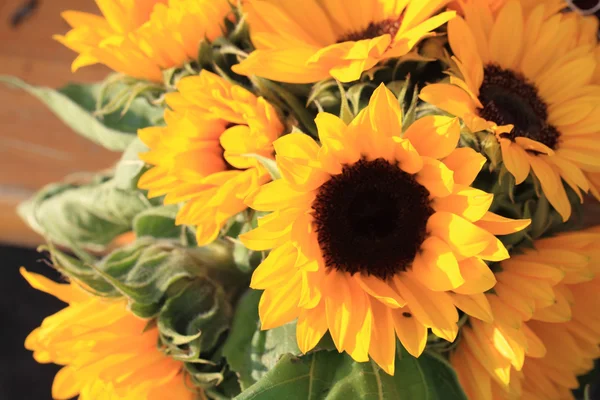 Gele zonnebloem achtergrond — Stockfoto