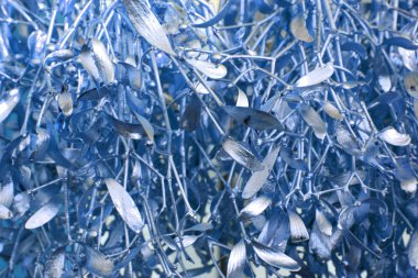 renk ökseotu arka plan