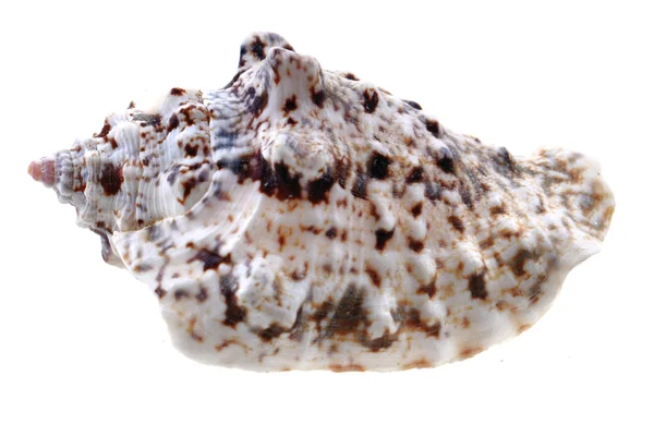 Sea shell geïsoleerd — Stockfoto