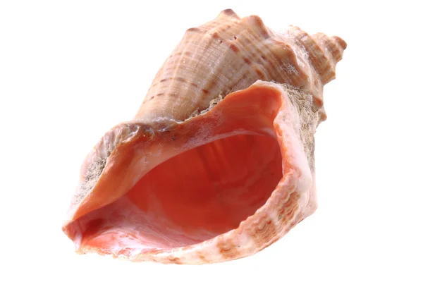 Sea shell geïsoleerd — Stockfoto