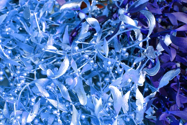 renk ökseotu arka plan