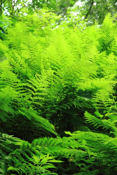 Hojas de helecho verde textura — Foto de Stock