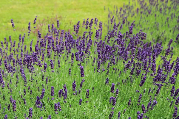 Campo de lavanda violeta —  Fotos de Stock