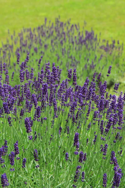 Campo de lavanda violeta —  Fotos de Stock