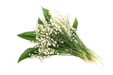 lily of valley clipart
