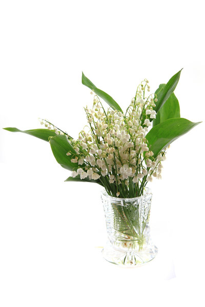 lily of valley