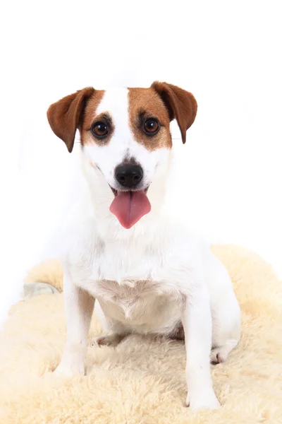 Jack russel dog — Stock Photo, Image