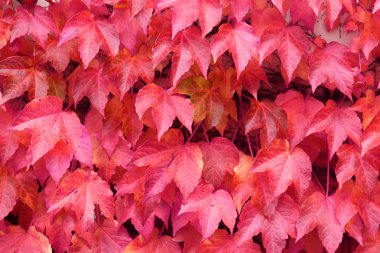 renk sonbahar yaprakları