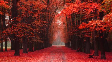 sonbahar parkta kolay yolu 