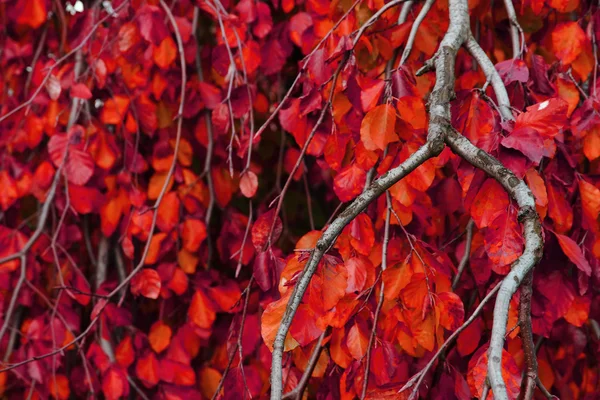 El otoño deja un fondo natural —  Fotos de Stock