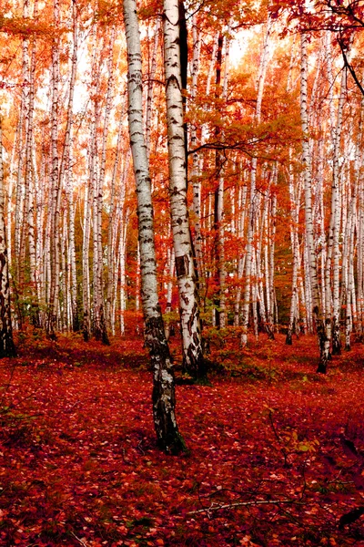 Bosque rojo otoño — Foto de Stock