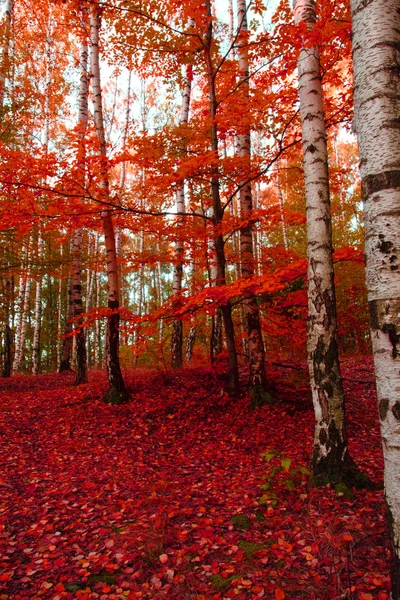 Foresta rossa autunnale — Foto Stock