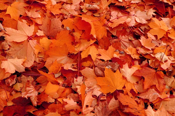 Red autumnal leaves — Stock Photo, Image