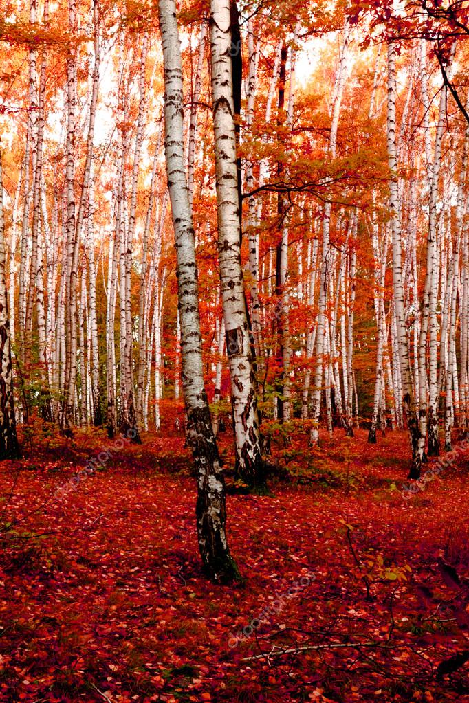 Bosque rojo otoño fotografía de stock © jonnysek 127448366