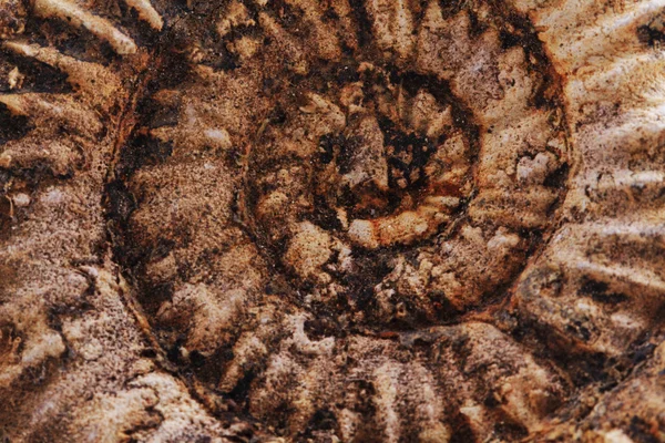 Ammoniten mit fossilem Hintergrund — Stockfoto