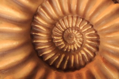 ammonites fosil arka plan