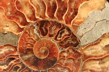 ammonites fosil arka plan