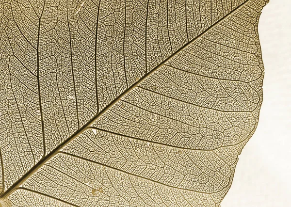 Brown leaf background — Stock Photo, Image