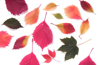 sonbahar yaprakları arka plan