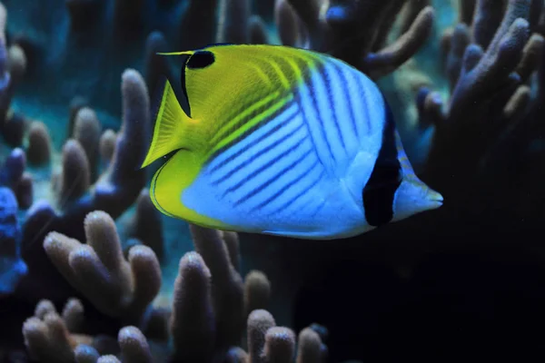 Экзотические коралловые рыбы — стоковое фото