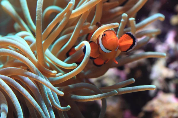 Clown Anemonefish som nemo fisk — Stockfoto